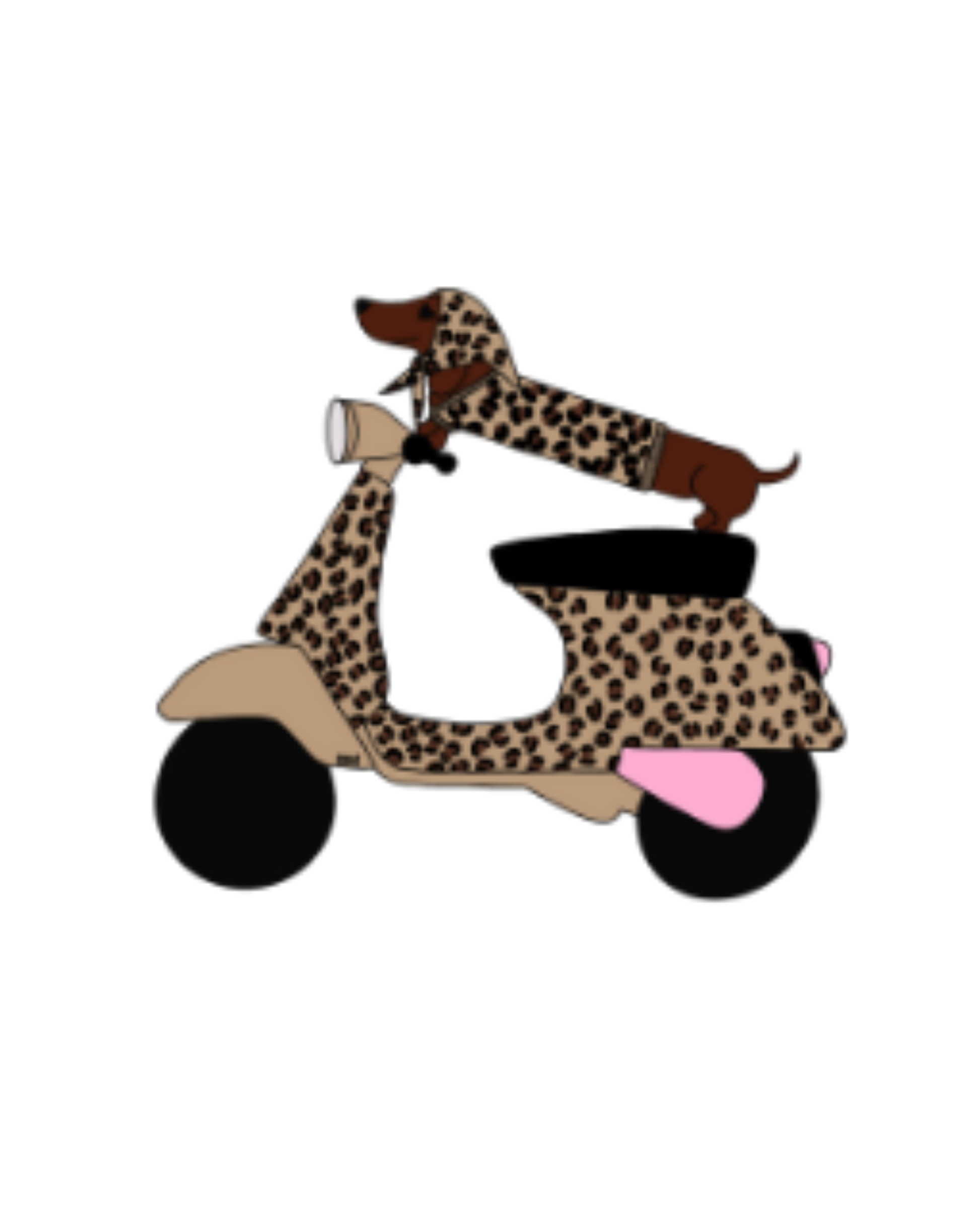 VISUELS TECKEL SCOOTER